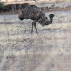 Dromaius novaehollandiae (Emu) at Mangoplah, NSW - 4 Apr 2024 by Darcy