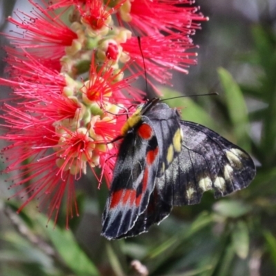 Delias harpalyce (Imperial Jezebel) at Macarthur, ACT - 3 Apr 2024 by RodDeb
