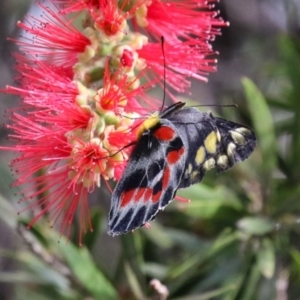 Delias harpalyce at Macarthur, ACT - 4 Apr 2024 09:49 AM