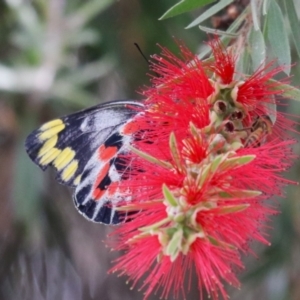 Delias harpalyce at Macarthur, ACT - 4 Apr 2024 09:49 AM