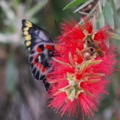 Delias harpalyce at Macarthur, ACT - 4 Apr 2024 09:49 AM