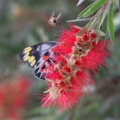 Delias harpalyce at Macarthur, ACT - 4 Apr 2024 09:49 AM