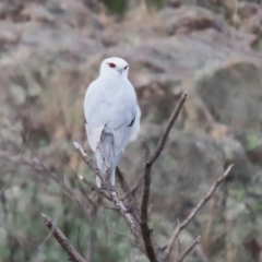 Elanus axillaris at Point Hut to Tharwa - 4 Apr 2024