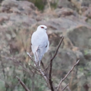 Elanus axillaris at Point Hut to Tharwa - 4 Apr 2024