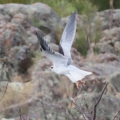 Elanus axillaris at Point Hut to Tharwa - 4 Apr 2024