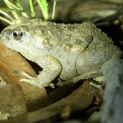 Uperoleia laevigata (Smooth Toadlet) at QPRC LGA - 3 Apr 2024 by arjay