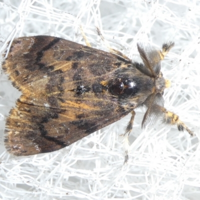 Orgyia anartoides (Painted Apple Moth) at QPRC LGA - 30 Mar 2024 by arjay