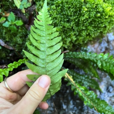 Blechnum (genus) (A Hard Fern) at Alpine Shire - 4 Apr 2024 by RangerRiley
