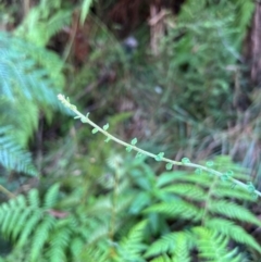 Tetratheca labillardierei at Alpine National Park - 4 Apr 2024 by RangerRiley