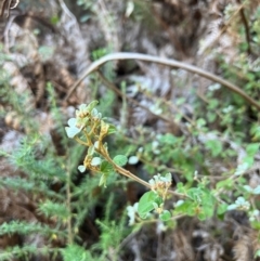 Spyridium parvifolium (Dusty Miller) at Alpine Shire - 4 Apr 2024 by RangerRiley