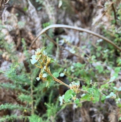 Spyridium parvifolium (Dusty Miller) at Alpine Shire - 4 Apr 2024 by RangerRiley