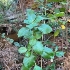 Coprosma hirtella (Currant Bush) at Alpine National Park - 4 Apr 2024 by RangerRiley