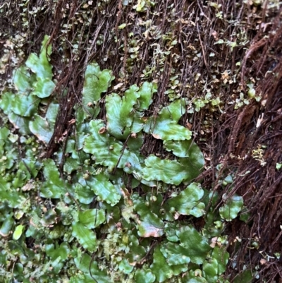 Marchantia sp. (genus) at Alpine Shire - 4 Apr 2024 by RangerRiley