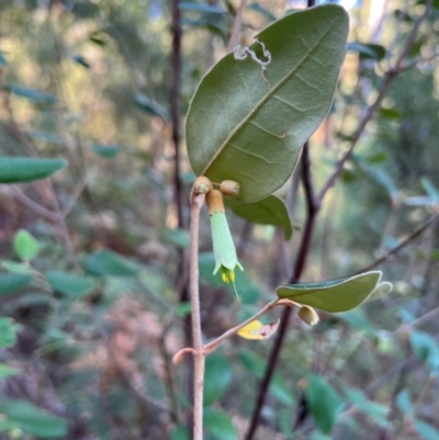 Unidentified Other Shrub at Alpine National Park - 3 Apr 2024 by RangerRiley