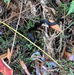 Unidentified Snake at Alpine National Park - 4 Apr 2024 by RangerRiley