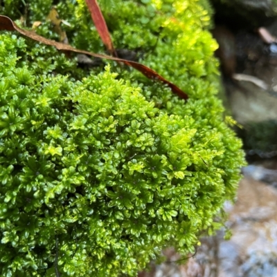 Unidentified Moss, Liverwort or Hornwort at Alpine National Park - 4 Apr 2024 by RangerRiley