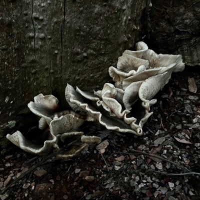 Omphalotus nidiformis (Ghost Fungus) at Namadgi National Park - 28 Dec 2023 by RangerRiley