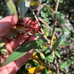 Grevillea victoriae at Mount Buffalo National Park - 18 Mar 2024 by RangerRiley