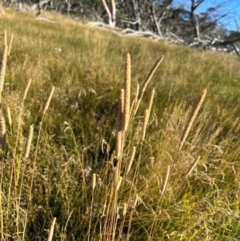 Phleum pratense (Timothy Grass) at Alpine National Park - 26 Mar 2024 by RangerRiley