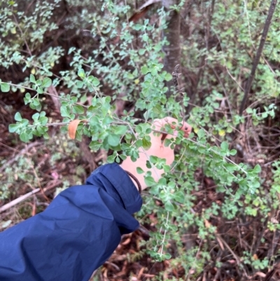 Prostanthera rotundifolia (Round-leaved Mint-Bush) at Alpine Shire - 1 Apr 2024 by RangerRiley