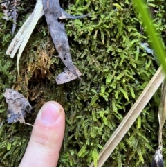 Unidentified Moss, Liverwort or Hornwort at Alpine Shire - 4 Apr 2024 by RangerRiley