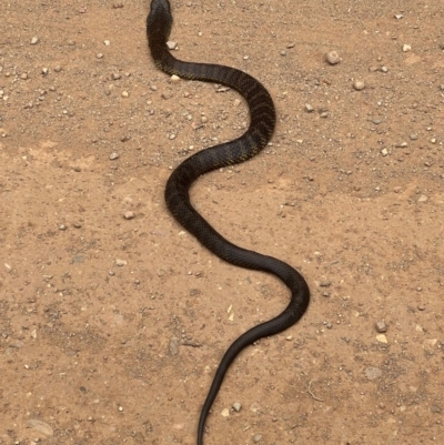 Unidentified Snake at Buckland, VIC - 12 Mar 2024 by RangerRiley