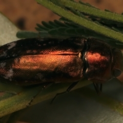 Diphucrania marmorata (Jewel beetle) at Mount Ainslie - 4 Jan 2024 by jb2602