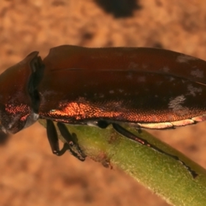 Diphucrania marmorata at Mount Ainslie - 4 Jan 2024