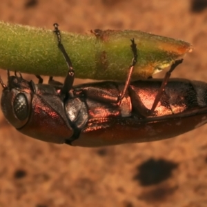 Diphucrania marmorata at Mount Ainslie - 4 Jan 2024