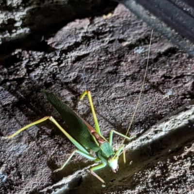 Unidentified Grasshopper, Cricket or Katydid (Orthoptera) at Beechworth, VIC - 30 Mar 2024 by AniseStar
