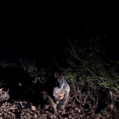 Wallabia bicolor (Swamp Wallaby) at Beechworth, VIC - 30 Mar 2024 by AniseStar