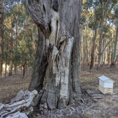 Eucalyptus sp. (A Gum Tree) at Beechworth, VIC - 30 Mar 2024 by AniseStar