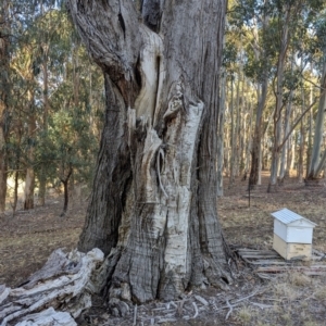 Eucalyptus (genus) at Beechworth, VIC - suppressed