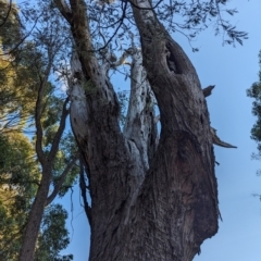 Eucalyptus (genus) at Beechworth, VIC - suppressed