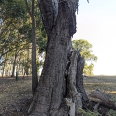 Eucalyptus (genus) at Beechworth, VIC - suppressed