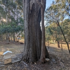 Eucalyptus (genus) at Beechworth, VIC - suppressed