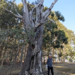 Eucalyptus (genus) at Beechworth, VIC - suppressed