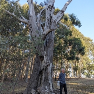 Eucalyptus (genus) at Beechworth, VIC - suppressed