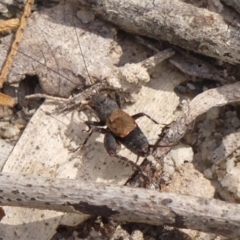 Bobilla killara (Pygmy Cricket) at Wingecarribee Local Government Area - 3 Apr 2024 by Curiosity