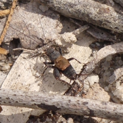 Bobilla killara (Pygmy Cricket) at Wingecarribee Local Government Area - 3 Apr 2024 by Curiosity