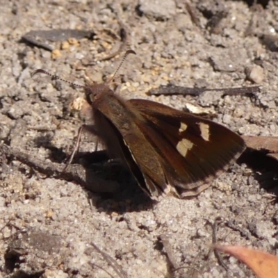 Mesodina halyzia at Bundanoon, NSW - 3 Apr 2024 by Curiosity