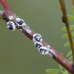 Melanococcus albizziae (Acacia Mealybug) at Wingecarribee Local Government Area - 2 Apr 2024 by Curiosity