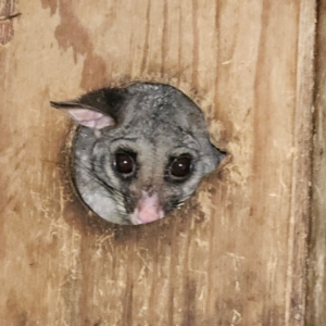 Trichosurus vulpecula at QPRC LGA - 5 Apr 2024 07:59 AM