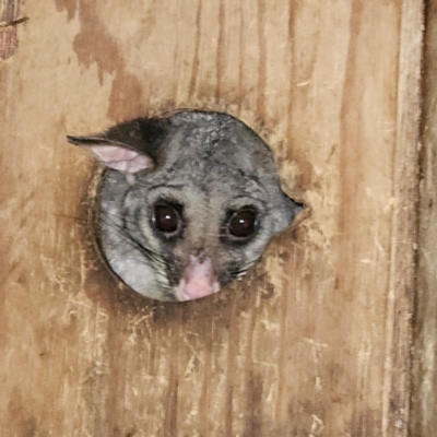 Trichosurus vulpecula (Common Brushtail Possum) at Braidwood, NSW - 4 Apr 2024 by MatthewFrawley