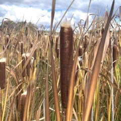 Typha latifolia (Cat's-Tail) at Mount Clear, ACT - 4 Apr 2024 by JaneR