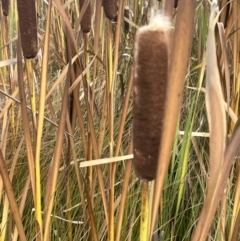 Typha latifolia at Namadgi National Park - 4 Apr 2024