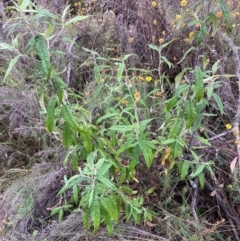 Olearia lirata (Snowy Daisybush) at Mount Majura - 4 Apr 2024 by waltraud