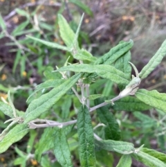 Olearia lirata at Mount Majura - 4 Apr 2024