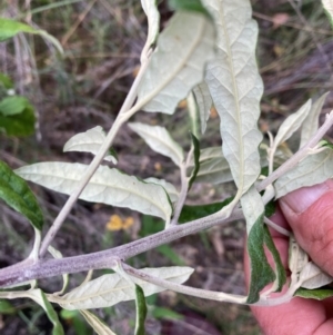 Olearia lirata at Mount Majura - 4 Apr 2024