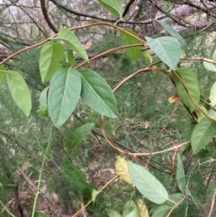 Lonicera japonica (Japanese Honeysuckle) at Mount Majura - 4 Apr 2024 by waltraud